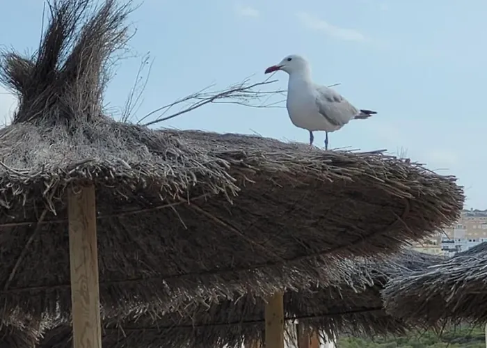 Cabrio - * Gran Alacant